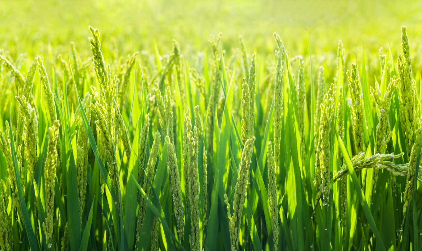 关于BIOAGRI?L-丙氨酸